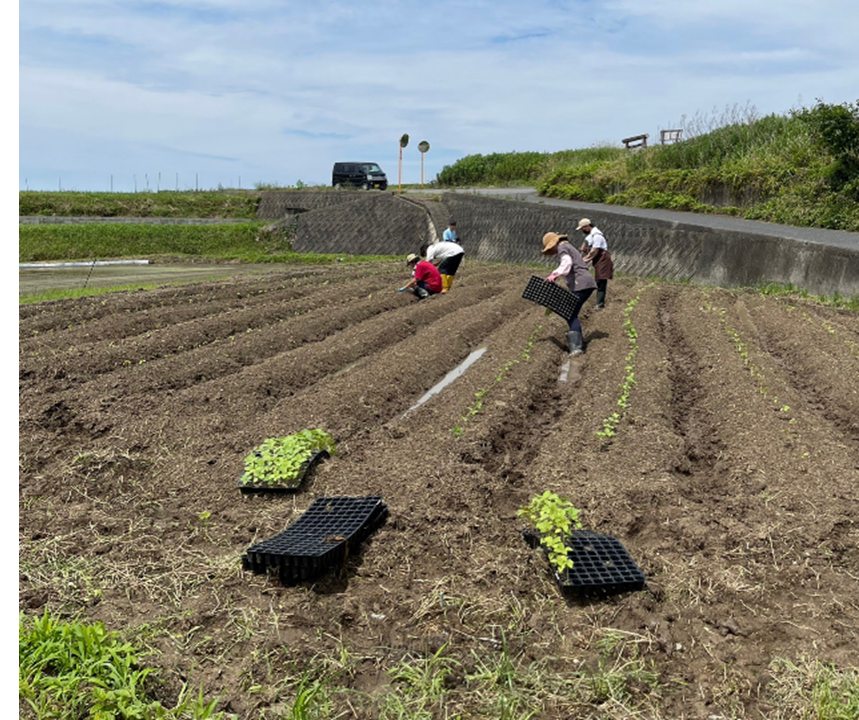 青空の下、えごまの苗を一列ずつ植えていく畑のようす